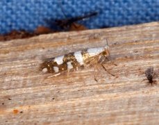 Gold-ribbon Argent (Argyresthia brockeella)