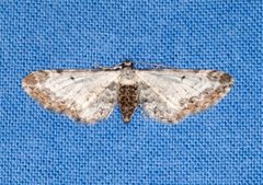 Burotdvergmåler (Eupithecia succenturiata)