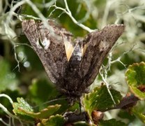 Svart heifly (Coranarta cordigera)