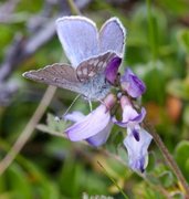 Alpine Blue (Plebejus orbitulus)