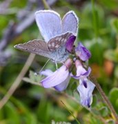 Fjellblåvinge (Plebejus orbitulus)