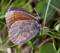 Dewy Ringlet (Erebia pandrose)