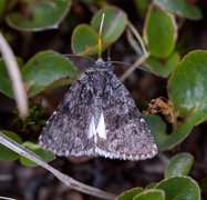 Gnistdagfly (Sympistis heliophila)