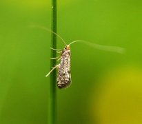 Nematopogon robertella