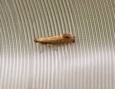 Speckled Fanner (Glyphipterix thrasonella)