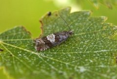 Blokkebærkveldvikler (Epinotia gimmerthaliana)