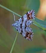 Manchester Treble-bar (Carsia sororiata)