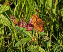 Myrperlemorvinge (Boloria aquilonaris)