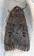 Krattfly (Graphiphora augur)
