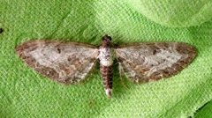 Burotdvergmåler (Eupithecia succenturiata)