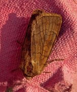 Six-striped Rustic (Xestia sexstrigata)