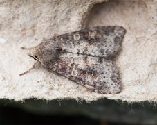 Rødlig løvfly (Parastichtis suspecta)