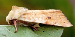The Sallow (Xanthia icteritia)