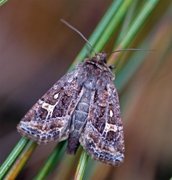 Svart sumpfly (Celaena haworthii)