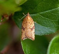 Nettflatvikler (Acleris rhombana)