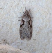 Dawn Flat-body (Semioscopis steinkellneriana)