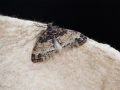 The Seraphim (Lobophora halterata)