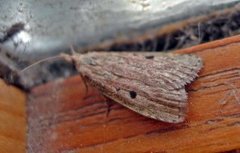 Bee Moth (Aphomia sociella)