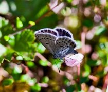 Cranberry Blue (Plebejus optilete)