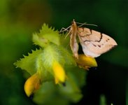 Sløyfemåler (Eulithis pyraliata)