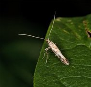 Syrinminérmøll (Gracillaria syringella)