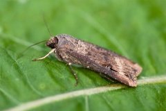 Langvingejordfly (Agrotis ipsilon)