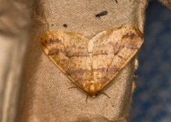 Gul frostmåler (Agriopis aurantiaria)