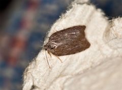 Lønnebladflatvikler (Acleris sparsana)