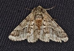 Brindled Beauty (Lycia hirtaria)