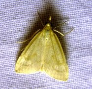 Pale Straw Pearl (Udea lutealis)