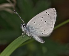 Small Blue (Cupido minimus)