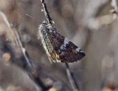 Orange Underwing (Archiearis parthenias)