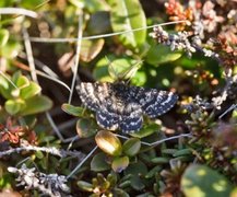 Myrbuemåler (Macaria carbonaria)