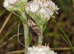 Røsslyngsigdvikler (Ancylis unguicella)