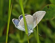 Mazarine Blue (Cyaniris semiargus)