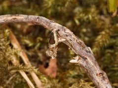 Blåbærsigdvikler (Ancylis myrtillana)