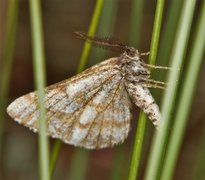 Bordered White (Bupalus piniaria)