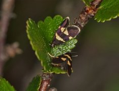 Wood Bright (Lampronia luzella)