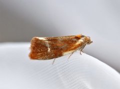 Brassy Tortrix (Eulia ministrana)
