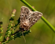 Røsslyngfly (Lycophotia porphyrea)