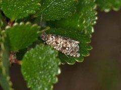 Grannålvikler (Pseudohermenias abietana)