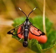 Oreglassvinge (Synanthedon spheciformis)