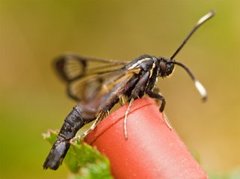 Oreglassvinge (Synanthedon spheciformis)