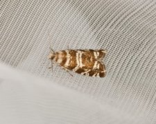 Common Spruce Bell (Epinotia tedella)