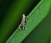 Glyphipterix simpliciella