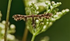 Humleblomfjærmøll (Geina didactyla)