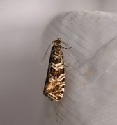 Serpentinprydvikler (Celypha rivulana)