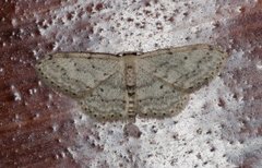 Randengmåler (Idaea biselata)