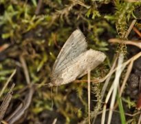 Small Dotted Buff (Photedes minima)