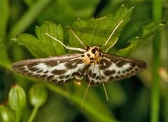 Small Magpie (Anania hortulata)